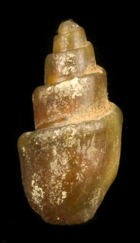 Agatized Fossil Gastropod From Morocco - #30288